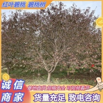 碧桃树红叶碧桃基地直供一手货源价格实惠易成活