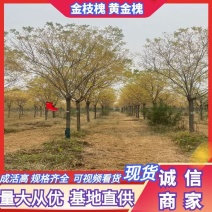 金枝槐黄金槐规格齐全8-18公分基地直供量大从优