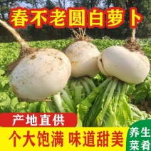 圆萝卜（好货）产地一手货源，现洗挖冷保证保量，欢迎订购