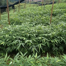 方竹苗精选优质品种产量高，食用方竹笋目前市场价格高。