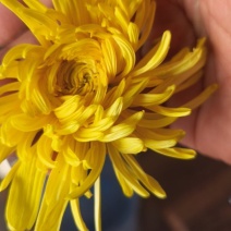 金丝皇菊