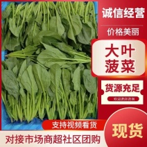 邯郸优质大叶菠菜，小叶菠菜大量供应，产地直供，质量保证