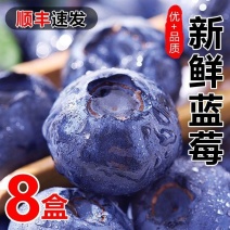 【顺丰包邮】当季秘鲁蓝莓蓝梅蓝莓新鲜蓝莓整盒蓝莓包邮