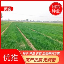 开封万亩育苗基地直供高品质洋葱苗，国内外品牌都有。