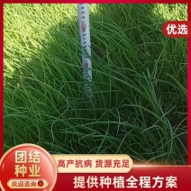 河南万亩育苗基地半高桩洋葱苗耐抽苔产量高