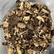 露水鸡纵菌
