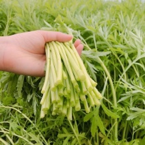 苏北芦蒿精品芦蒿头茬嫩茎当天采当天发