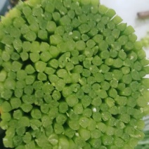 韮苔