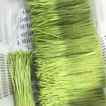 云南藜蒿（芦蒿）