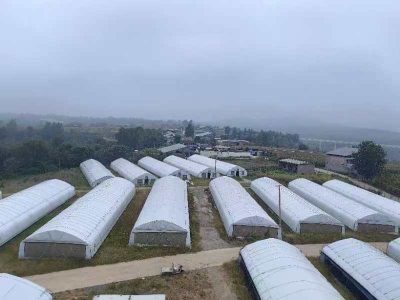图片说明:现代化鲜平菇种植大棚内景,展示出良好的生长环境 鲜平菇种植基地展示