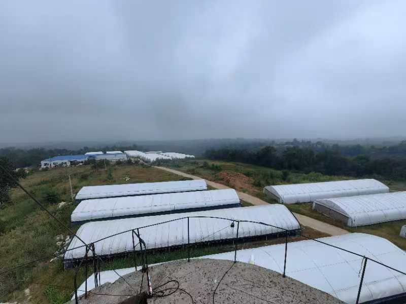平菇在现代化农业大棚中种植