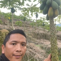 云南木瓜大量上市