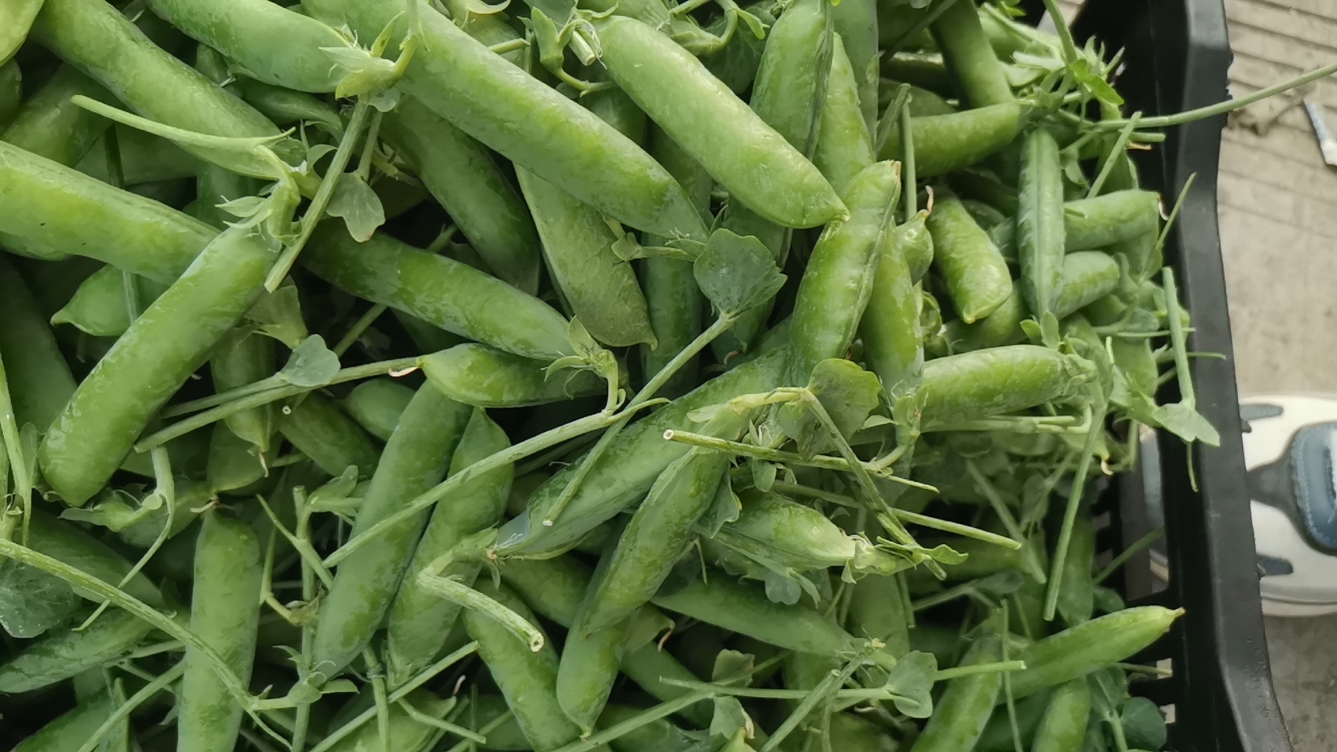 一盘凉拌速冻豌豆,颜色翠绿,摆盘美观 凉拌速冻豌豆成品图