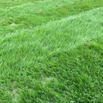 混播台湾草