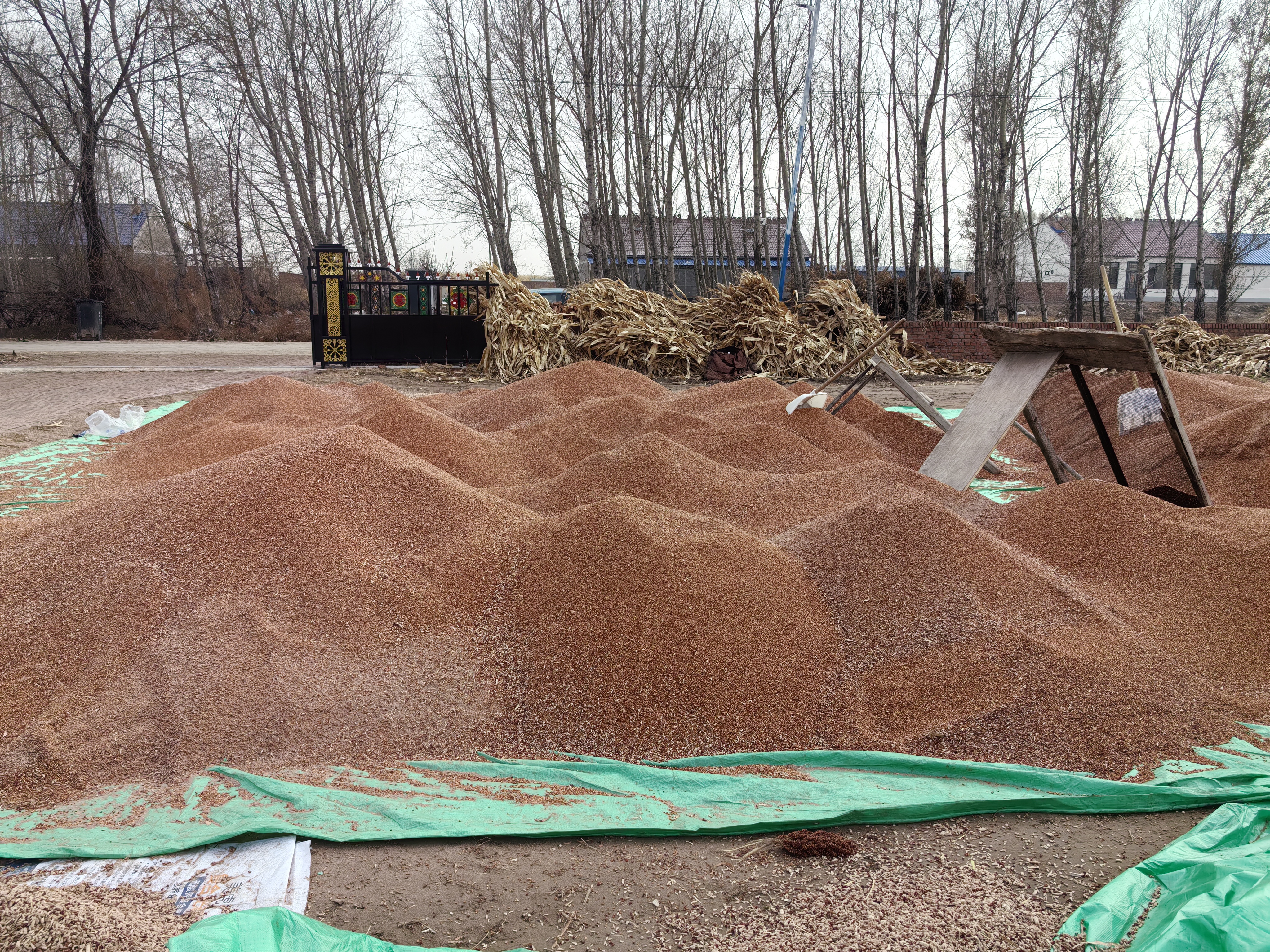 韭菜收割操作示范