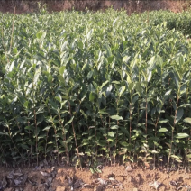 纯正品种繁多茶苗苗圃批发量大从优