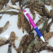 肉鱼