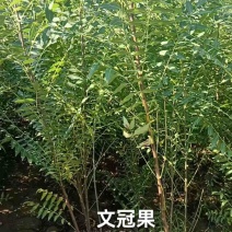 精选甘肃文冠果产地直发大量有货品质有保障