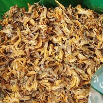 金雀花中药材干货欢迎选购量大优惠