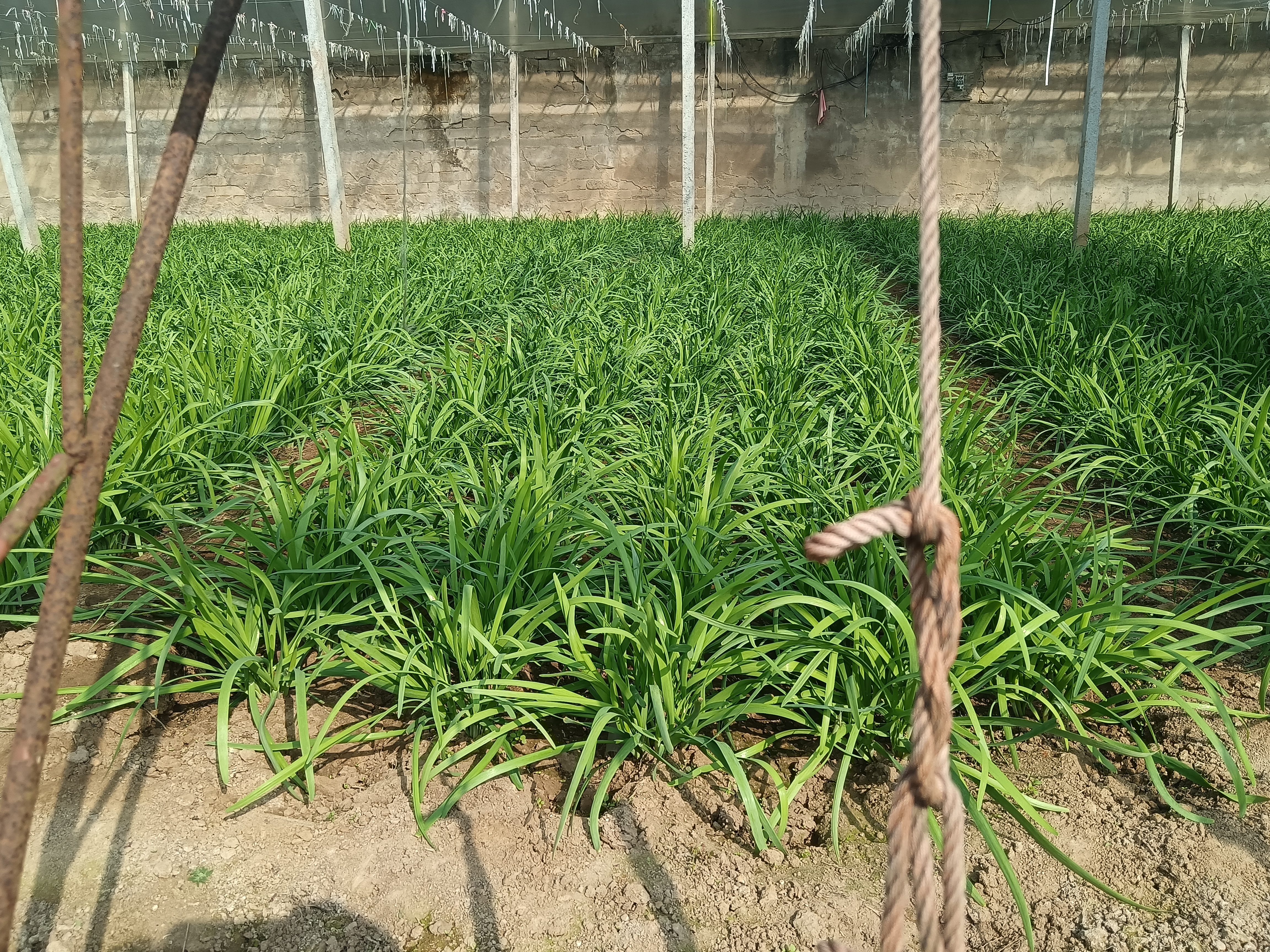 展示冬季温室中整齐排列的韭菜植株 韭菜大棚种植现场图
