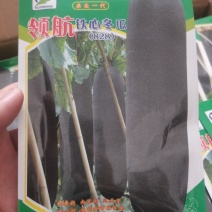铁心领航828冬瓜种子，包邮，一袋260粒