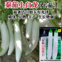 秦茄小白龙茄子种子白玉长茄茄籽种子早熟高产蔬菜种子白茄子