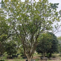 柚子树规格齐全自家苗圃一手货源量大价优对接全国欢迎致电