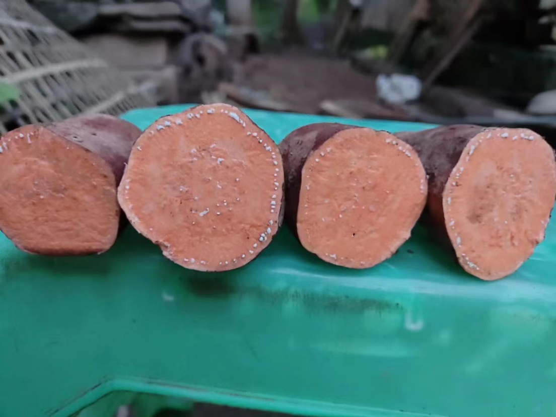 烟薯横切面展示内部色泽