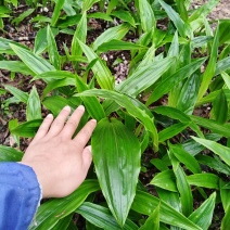 毛慈菇苗