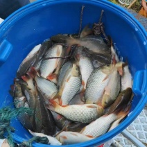 贵州黄鲤鱼