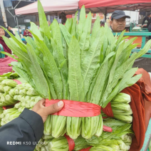 精品油麦菜，产地直接直接有保证有售后