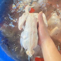 广东佛山七彩山鸡厂家直销。欢迎进店咨询。