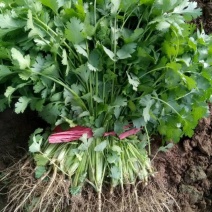 香菜甘肃菜园产地直供，品质保证，快来选购！
