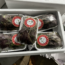 商超供应香椿芽，大量供应产地直发，全国发货欢迎来电咨询洽