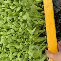 精品油麦菜苗产量高抗病