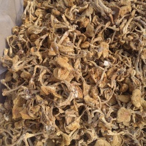 滑子菇大毛干货干菌菇口感佳基地直发运输便利欢迎联系