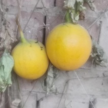 中草药瓜蒌