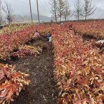 蒙古栎苗（辽东栎苗）产地直发量大从优诚信经营一手货源