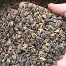 发芽山楂种子看质量山里红种子产地供应