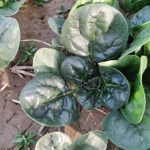 精品河南爬地菠菜，基地发货，质量有保证，货源充足