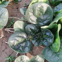 河南菠菜精品趴地菠菜大量现货供应，对接全国电商市场批发商