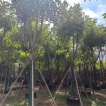 腊肠树骨架12-20分，低价出售