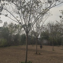 合欢小苗合欢小苗价格合欢小苗多少钱