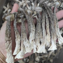 厂家直销精品鹿茸菇干货AAA货B货品质保障