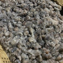 墨斗，墨斗鱼，海墨斗，墨斗，墨斗，墨斗，