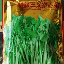 福州三叉空心菜新品种叶片大梗粗淡青色拫系发达产量高