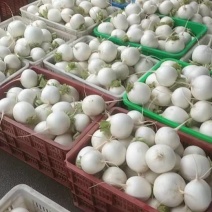 四川本地精品圆白萝卜大量上市需要联系！量大优惠