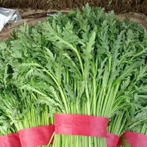 河北邯郸精品茼蒿产地发货一手货源批发品质保证价格美丽