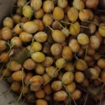 江苏白果