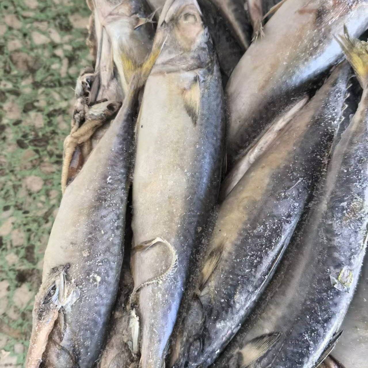[鲐鲅鱼批发]辽宁丹东东港市鲅鱼 2.50元/斤鲐鲅鱼，鲅鱼，青 _ 一亩田